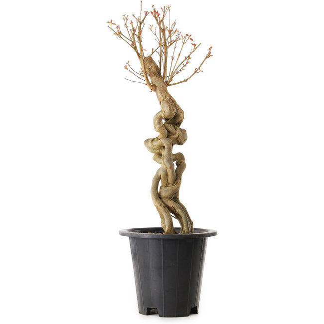 Acer buergerianum, 67 cm, ± 25 ans