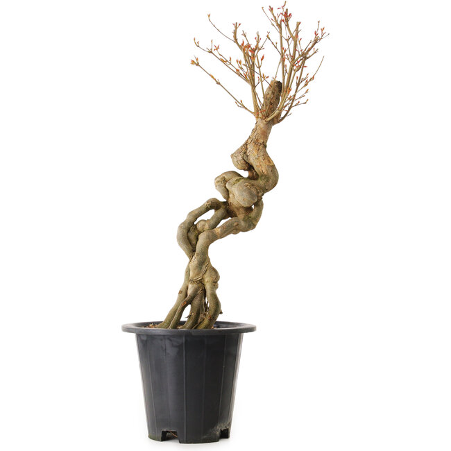 Acer buergerianum, 67 cm, ± 25 Jahre alt