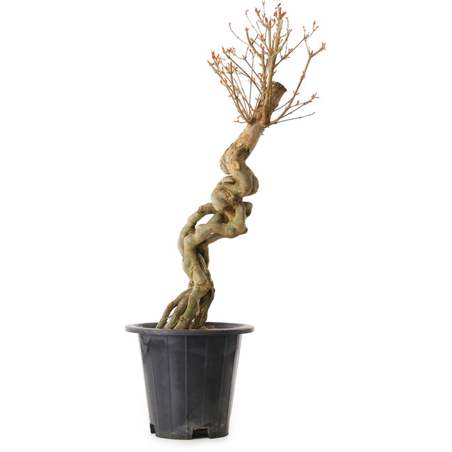 Acer buergerianum, 67 cm, ± 25 Jahre alt