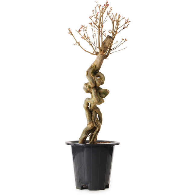 Acer buergerianum, 67 cm, ± 25 ans