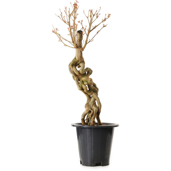 Acer buergerianum, 67 cm, ± 25 Jahre alt