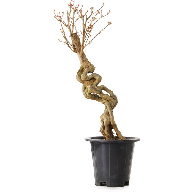 Acer buergerianum, 67 cm, ± 25 jaar oud