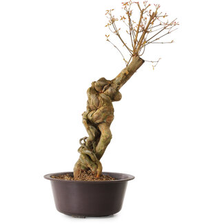 Acer buergerianum, 67 cm, ± 25 ans