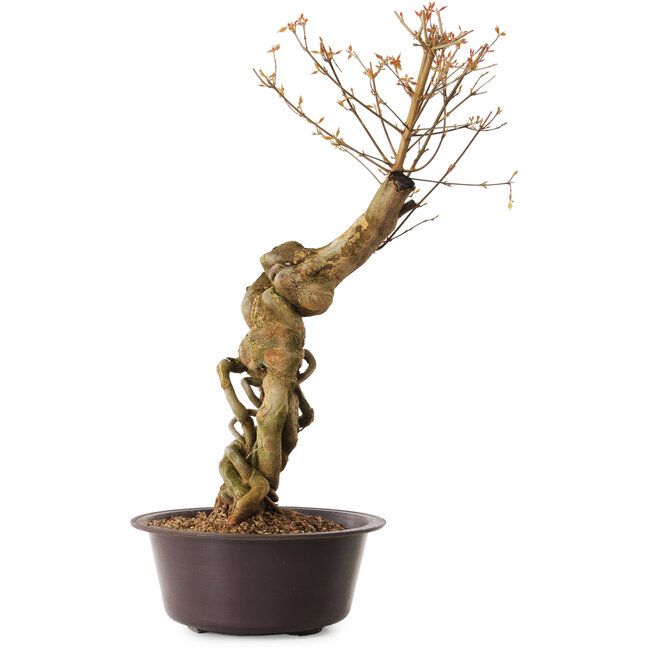 Acer buergerianum, 67 cm, ± 25 years old