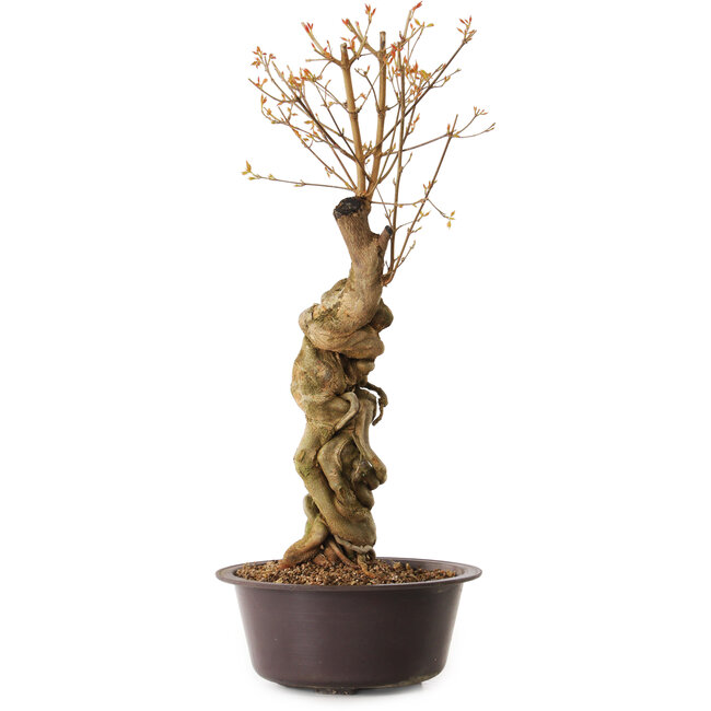 Acer buergerianum, 67 cm, ± 25 ans