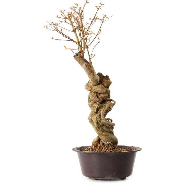 Acer buergerianum, 67 cm, ± 25 years old