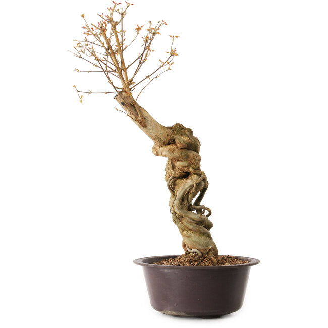 Acer buergerianum, 67 cm, ± 25 Jahre alt