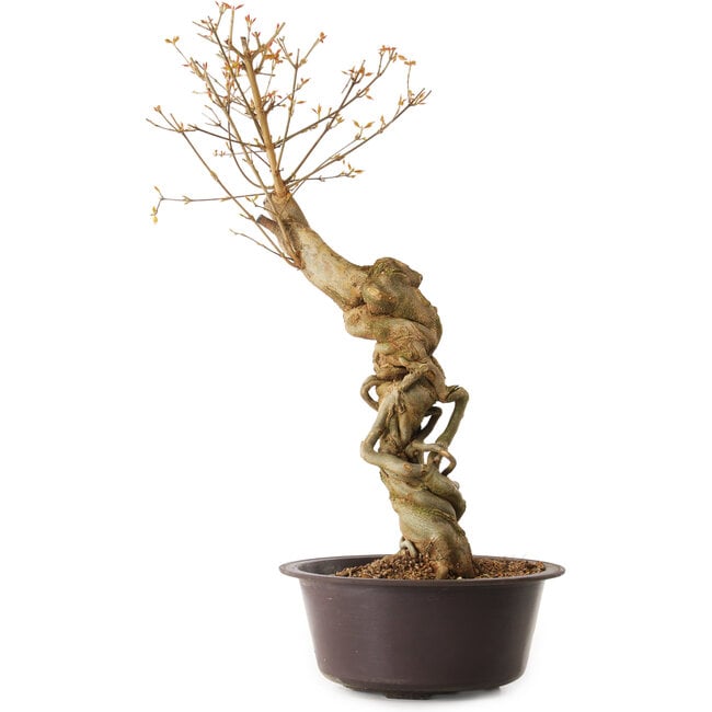 Acer buergerianum, 67 cm, ± 25 anni