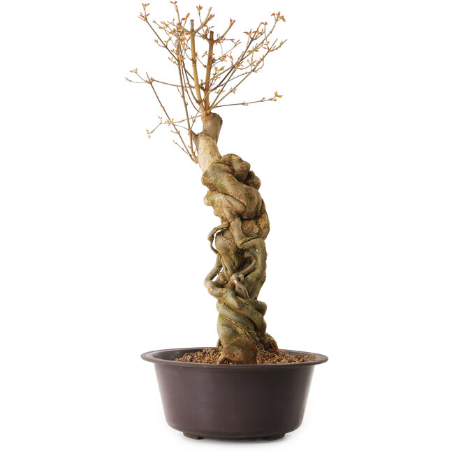 Acer buergerianum, 67 cm, ± 25 years old