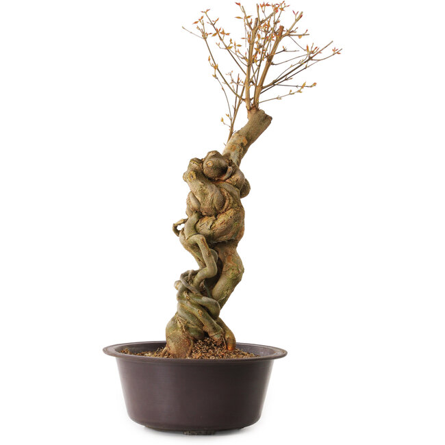 Acer buergerianum, 67 cm, ± 25 Jahre alt