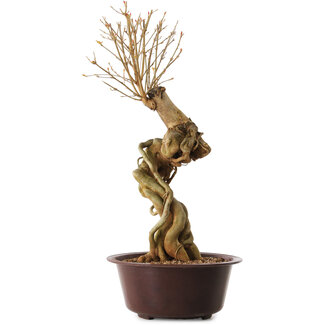 Acer buergerianum, 67 cm, ± 25 years old