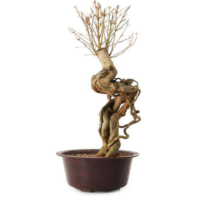 Acer buergerianum, 67 cm, ± 25 ans