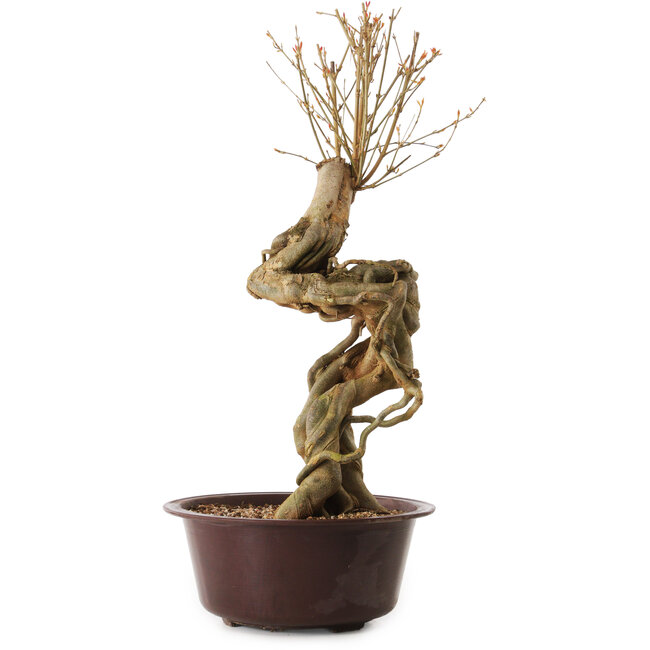 Acer buergerianum, 67 cm, ± 25 years old