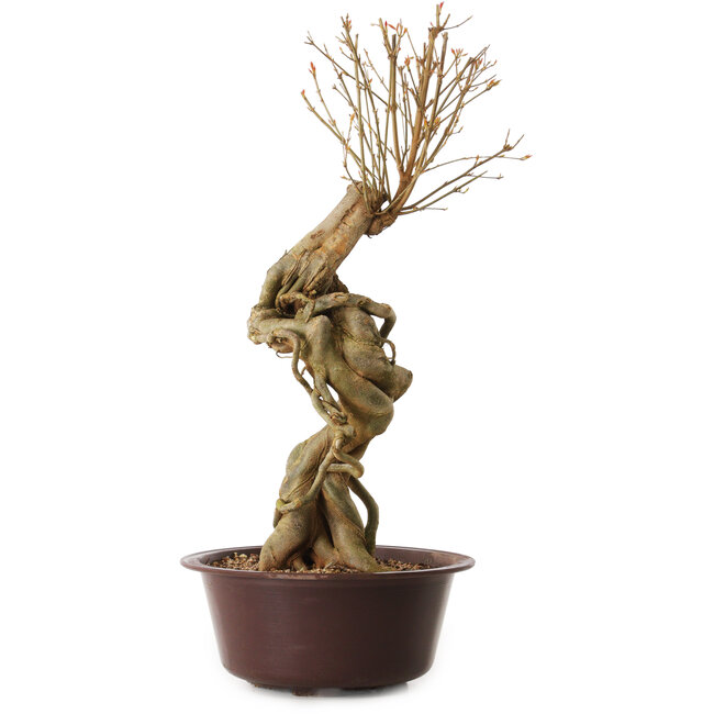 Acer buergerianum, 67 cm, ± 25 jaar oud