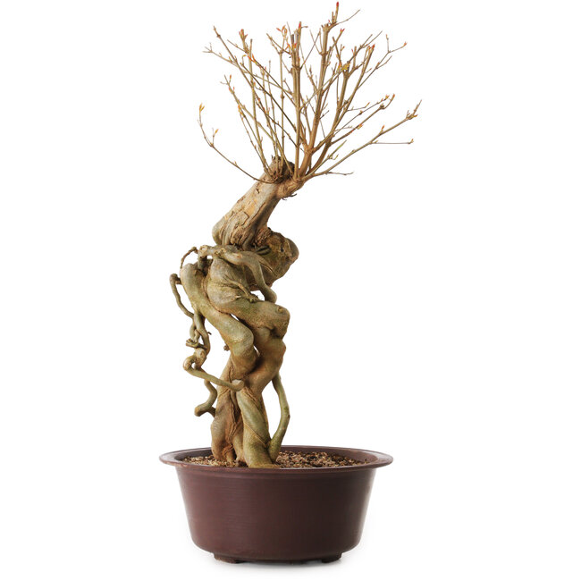 Acer buergerianum, 67 cm, ± 25 years old