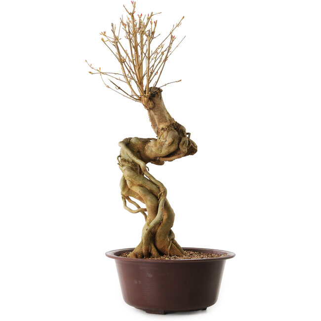 Acer buergerianum, 67 cm, ± 25 años