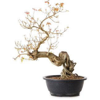 Acer buergerianum, 40 cm, ± 25 jaar oud