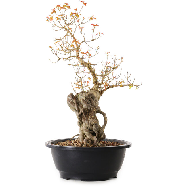 Acer buergerianum, 40 cm, ± 25 jaar oud, met een nebari van 15 cm