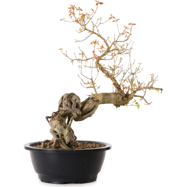 Acer buergerianum, 40 cm, ca. 25 Jahre alt, mit einem Wurzelhals von 15 cm