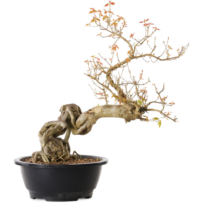 Acer buergerianum, 40 cm, ± 25 jaar oud, met een nebari van 15 cm