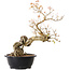 Acer buergerianum, 40 cm, ± 25 anni, con nebari di 15 cm