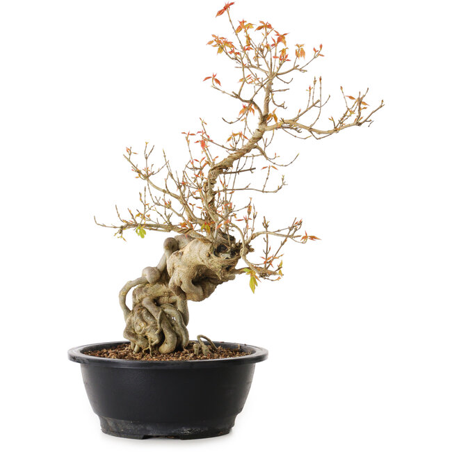 Acer buergerianum, 40 cm, ± 25 jaar oud, met een nebari van 15 cm
