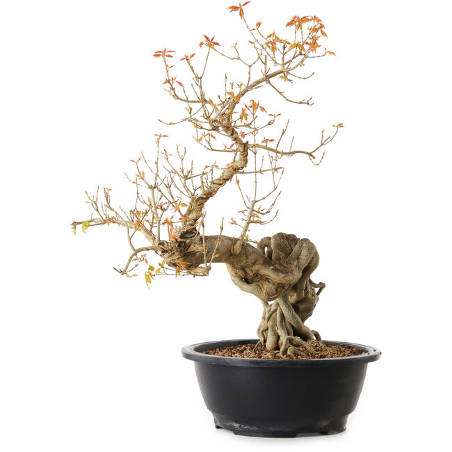 Acer buergerianum, 40 cm, ± 25 años, con un nebari de 15 cm