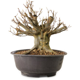 Acer buergerianum, 27 cm, ± 25 ans