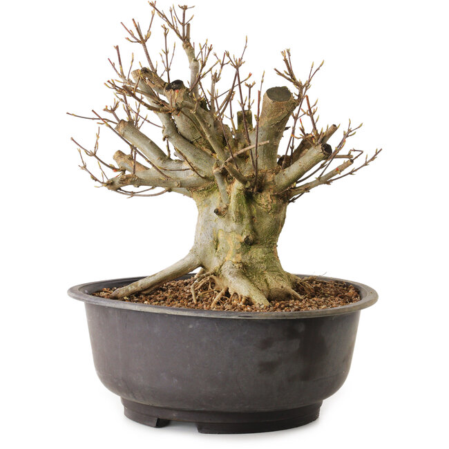 Acer buergerianum, 27 cm, ± 25 años