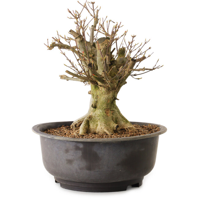 Acer buergerianum, 27 cm, ± 25 años