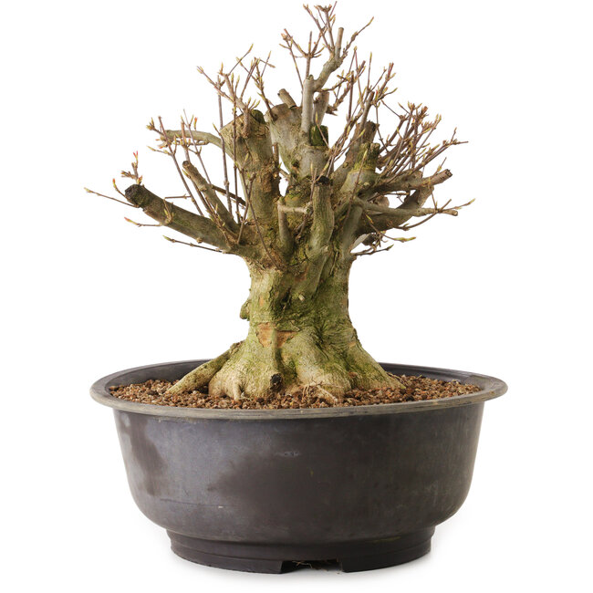 Acer buergerianum, 27 cm, ± 25 ans