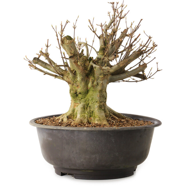 Acer buergerianum, 27 cm, ± 25 Jahre alt