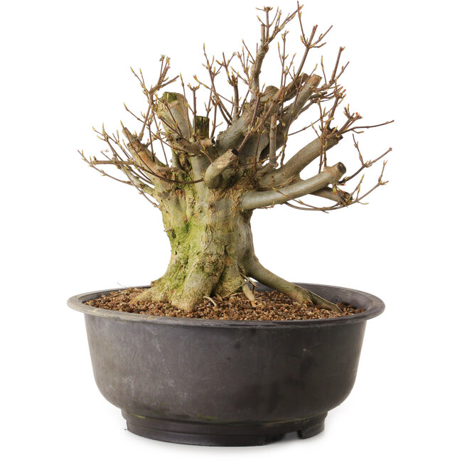 Acer buergerianum, 27 cm, ± 25 ans