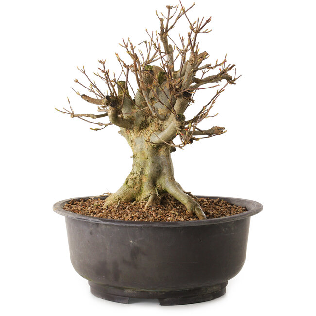 Acer buergerianum, 27 cm, ± 25 anni