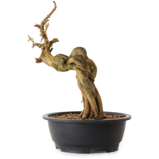 Acer buergerianum, 68 cm, ± 25 anni