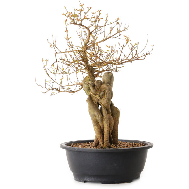 Acer buergerianum, 68 cm, ± 25 jaar oud