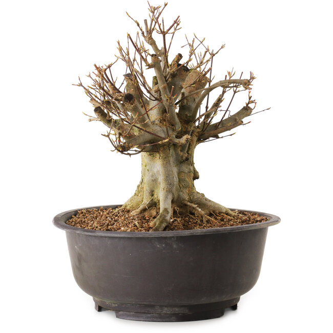 Acer buergerianum, 27 cm, ± 25 anni