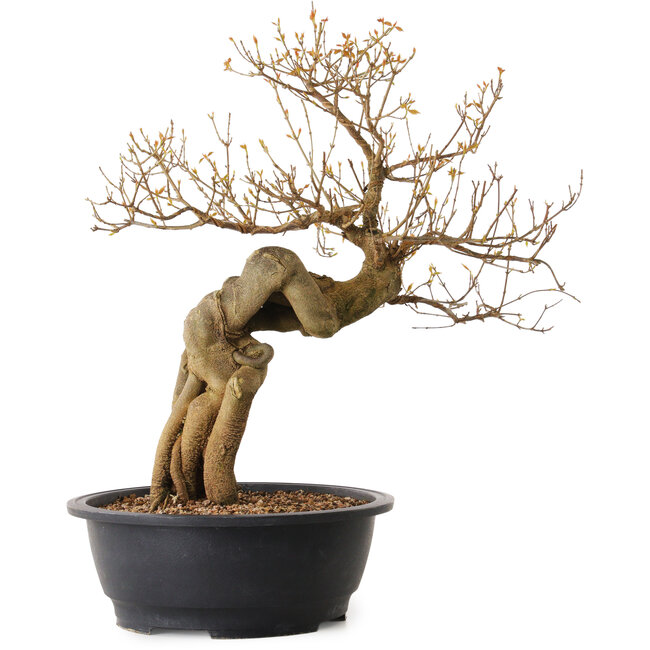 Acer buergerianum, 68 cm, ± 25 years old