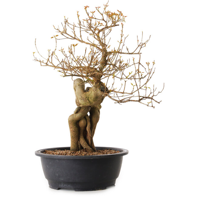 Acer buergerianum, 68 cm, ± 25 jaar oud