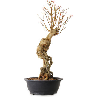 Acer buergerianum, 69 cm, ± 25 anni