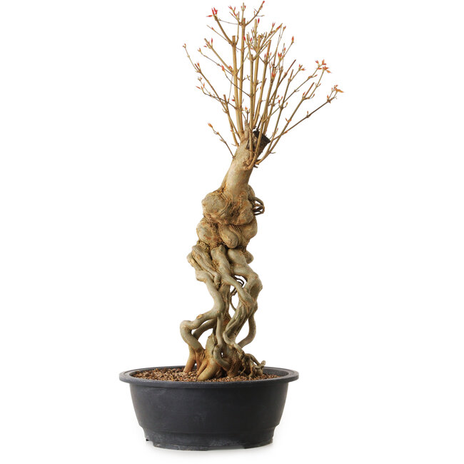 Acer buergerianum, 69 cm, ± 25 Jahre alt