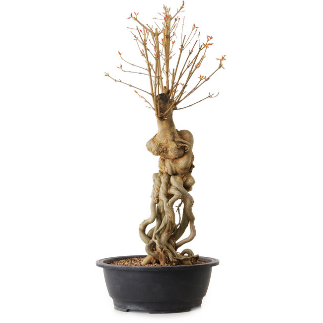 Acer buergerianum, 69 cm, ± 25 jaar oud