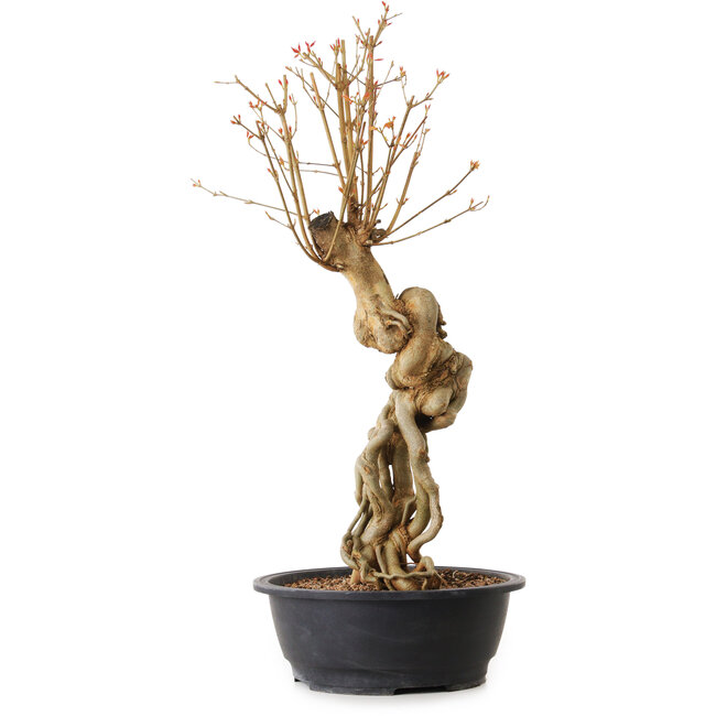 Acer buergerianum, 69 cm, ± 25 Jahre alt