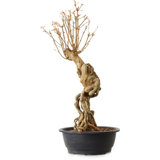 Acer buergerianum, 69 cm, ± 25 anni