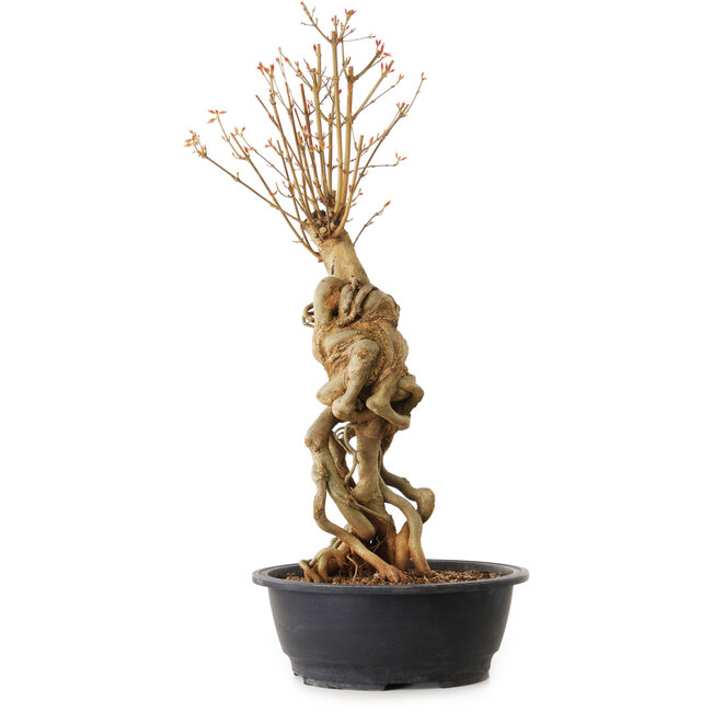 Acer buergerianum, 69 cm, ± 25 ans