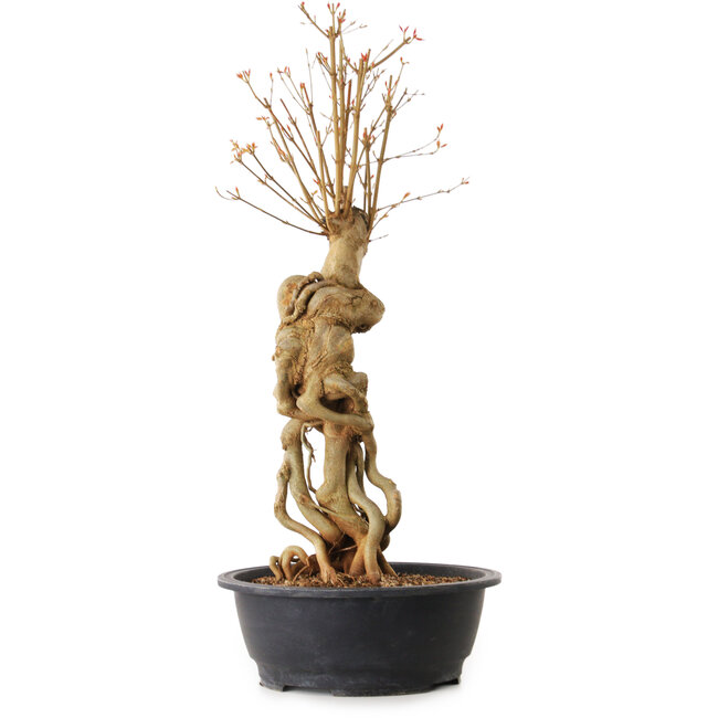 Acer buergerianum, 69 cm, ± 25 años