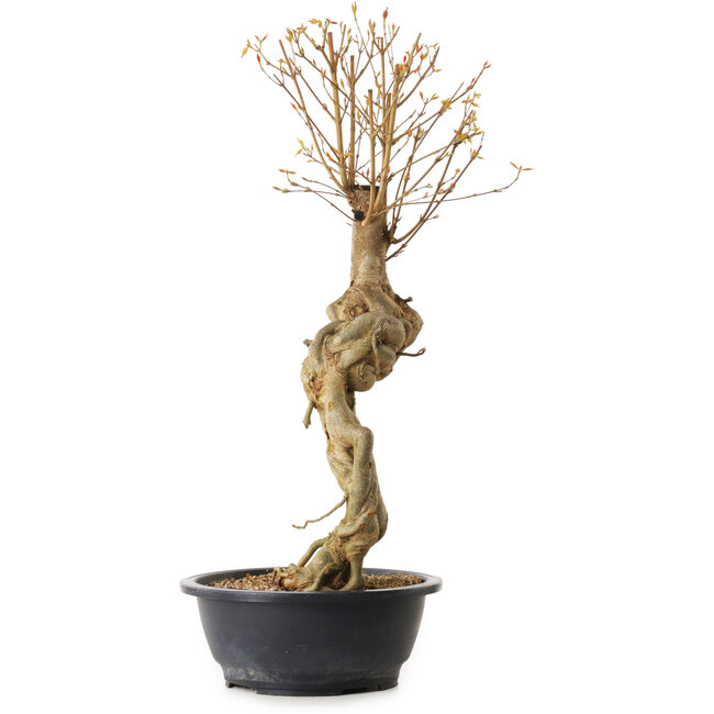 Acer buergerianum, 57 cm, ± 25 years old