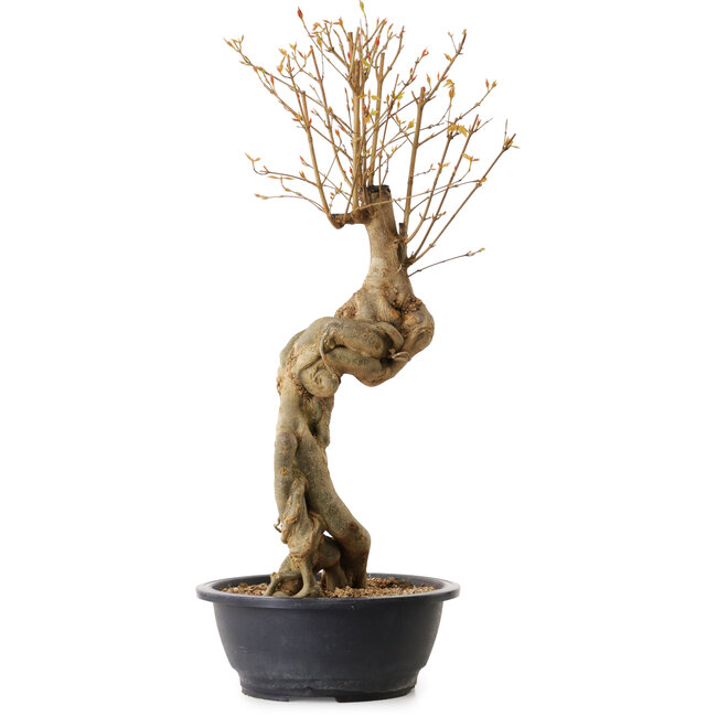 Acer buergerianum, 57 cm, ± 25 years old