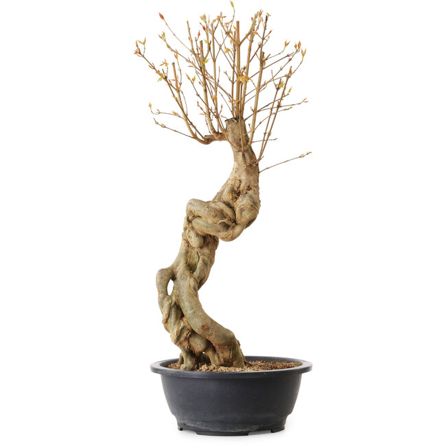 Acer buergerianum, 57 cm, ± 25 years old