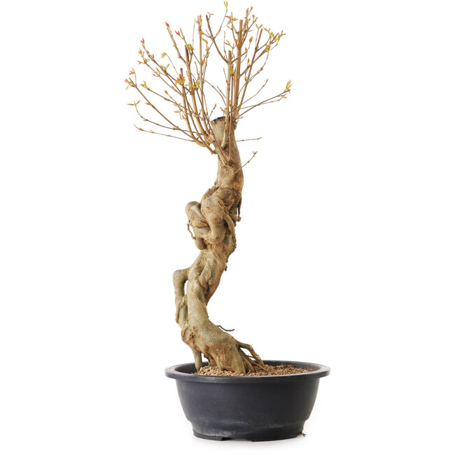 Acer buergerianum, 57 cm, ± 25 anni